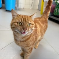 roucky, chat à adopter