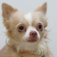 APOLLON, chien à adopter