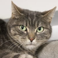 Grisette, chatte à adopter