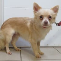 ACHILLE, chien à adopter