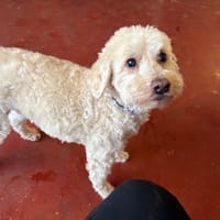 looping paa24020, chien à adopter