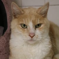 NOUGAT HAB17468, chat à adopter