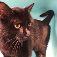 OJAS, chat à adopter