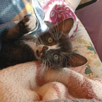 P'tit loup, chatte à adopter