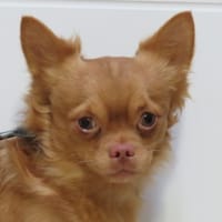 AJAX, chien à adopter