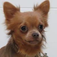 ARES, chien à adopter