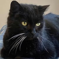 Grinch, chat à adopter