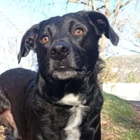 Cactus, chien à adopter