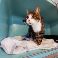 Baratou, chat à adopter