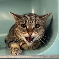 GRISOU, chatte à adopter