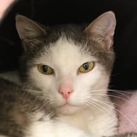 MINI CROTTE HAB17469, chat à adopter