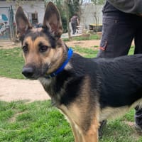 Skyjo, chien à adopter