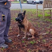 SCARF, chien à adopter