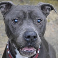 LEON CHAO, chien à adopter