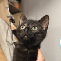 SCOTCH, chat à adopter