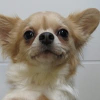 ARTEMIS, chienne à adopter