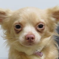 ATLAS, chien à adopter