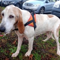 ESTRELLA, chienne à adopter