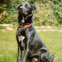 Black pearl, chien à adopter