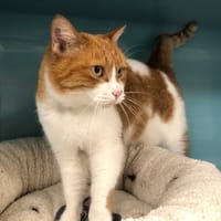 JAAYA, chatte à adopter