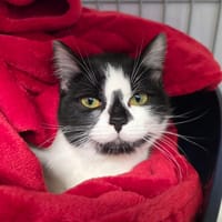 Crysta, chatte à adopter