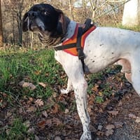 Leper, chien à adopter