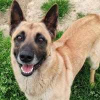 SARKO, chien à adopter