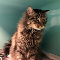 HINDI, chat à adopter