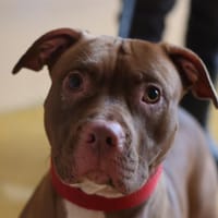 LANA, chienne à adopter