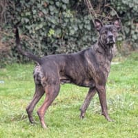 RYUK, chien à adopter