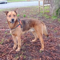 SKOOBY, chien à adopter