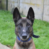 OSWALD CHAO, chien à adopter