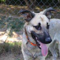 ALPHA, chien à adopter