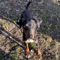 ZEST, chien à adopter