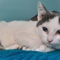 Casi, chat à adopter