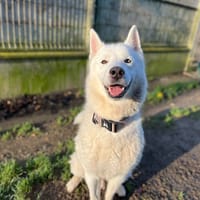 NATSU, chien à adopter