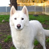 Nasko, chien à adopter