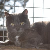 VALDA, chatte à adopter