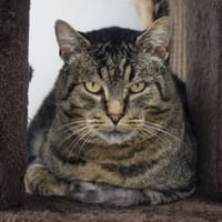 FOLKLO, chat à adopter