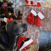 TICKO, chien à adopter