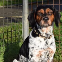 CHOUPY, chienne à adopter