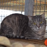 MARY KATE, chatte à adopter