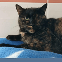 CALIE, chatte à adopter
