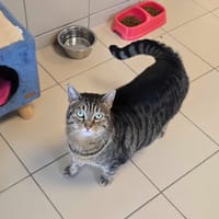OTIS, chat à adopter