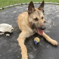 MAIKO, chien à adopter