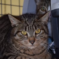 PATATI, chat à adopter