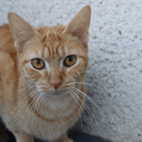 MIRABELLE, chatte à adopter