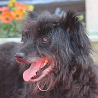 Judwal, chien à adopter