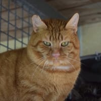 WARRIOR, chat à adopter