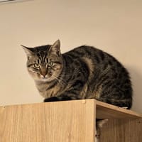 KHEOPS, chat à adopter